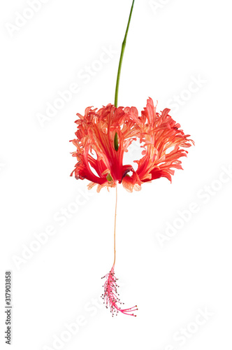 Bild auf Leinwand Pink Hibiscus schizopetalus flowers isolated on white background