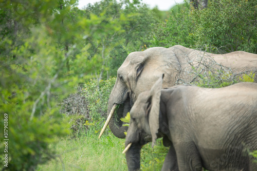 A female elephant with a large tusk in the green bush of summer in the low veld