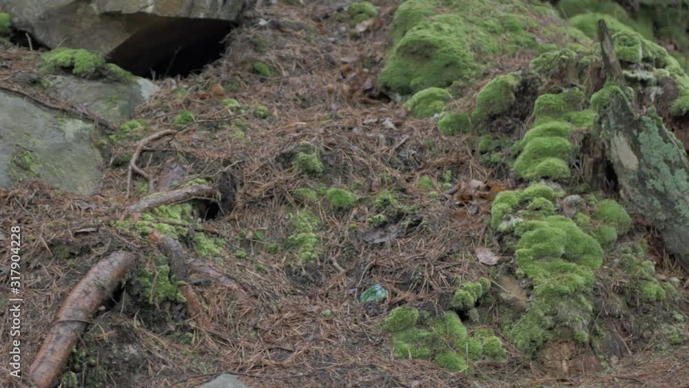Stones and rocks covered by moss, green spring forest landscape. Stones and rocks covered by moss, green spring forest landscape.