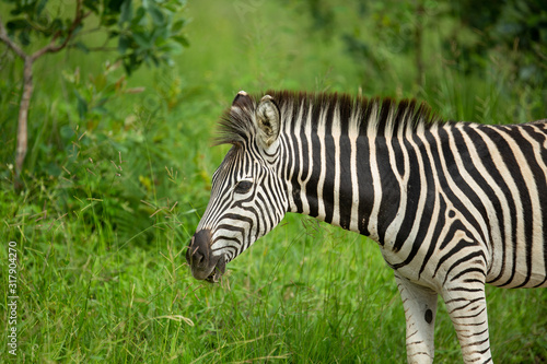 Zebra foaling the green of summer in the bushveld on a safari.