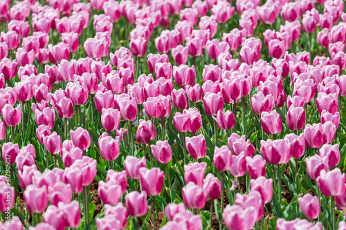 Tapety artystyczne Beautiful Tulips