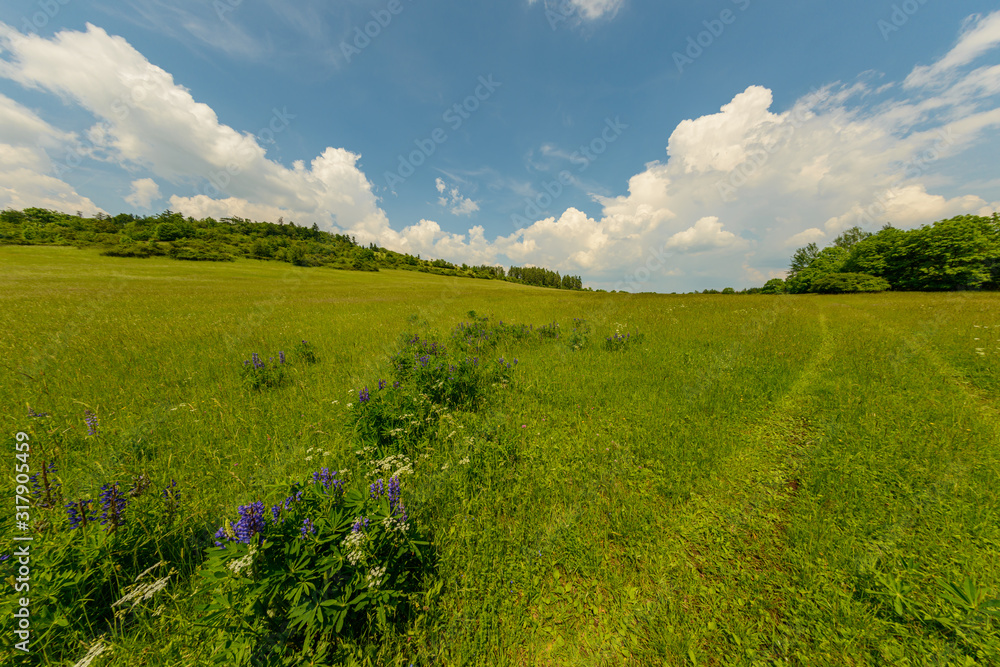trails in grass on meadow with trees in distance and blue sky with clouds trails in grass on meadow with trees in distance and blue sky with clouds