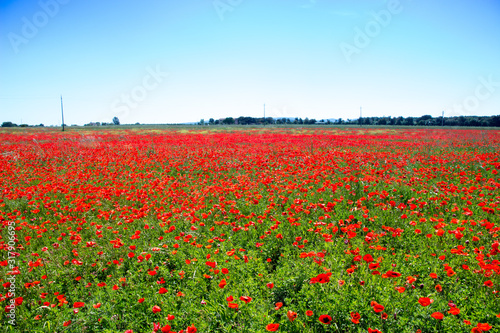 Poppy flowers in the tuscan countryside in Italy