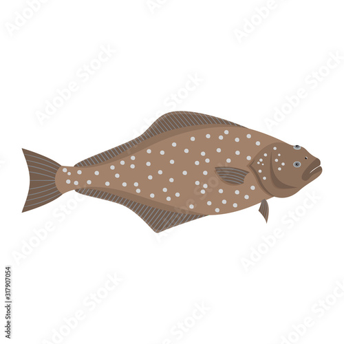 The halibut is isolated on the white background.