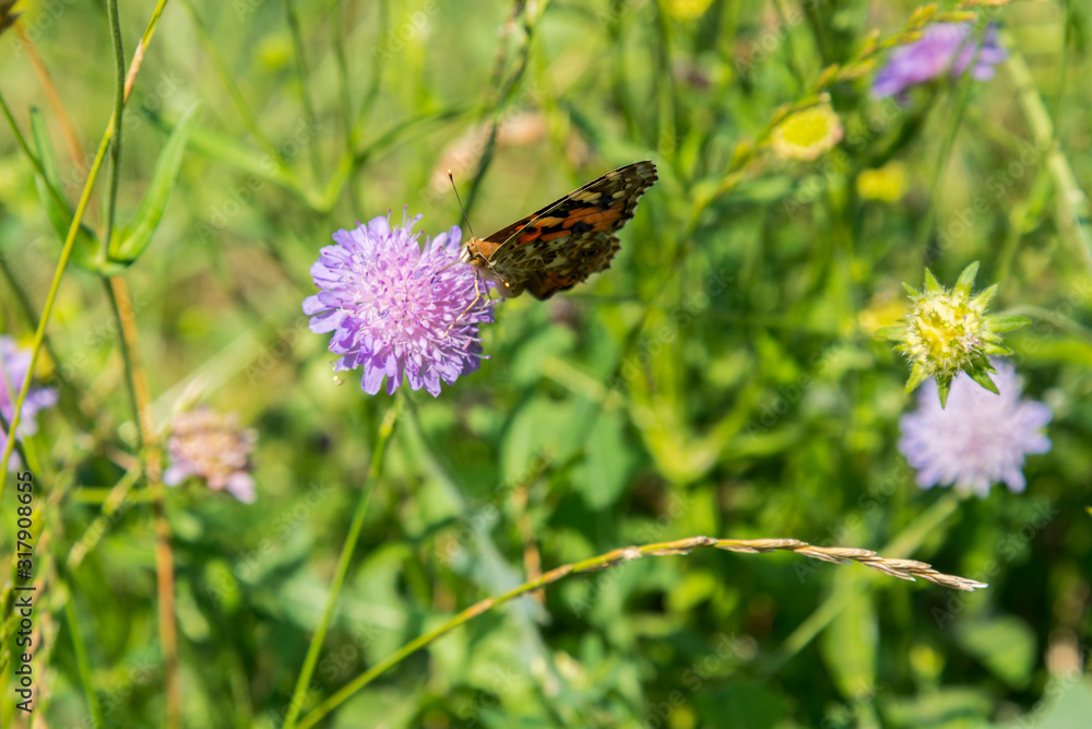 Butterfly on a purple flower on the field. close up Butterfly on a purple flower on the field. close up
