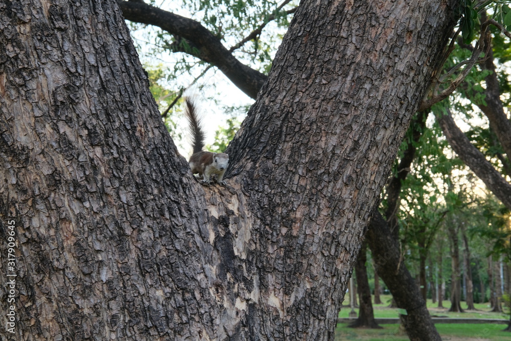 Brown squirrels climb on trees in the park.