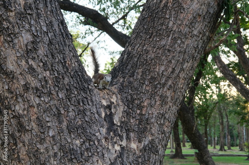 Brown squirrels climb on trees in the park.