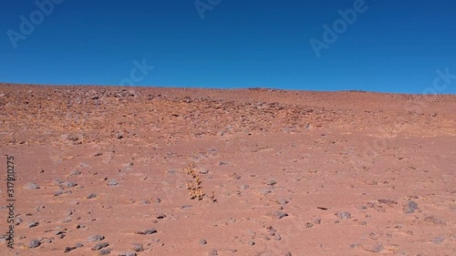 Aerial Pedestal View Over Wild Vicunas At Eduardo Avaroa Andean Fauna National Reserve photo