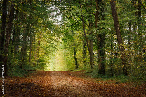 un chemin dans une forêt en automne avec une perspective et la lumière au bout du chemin