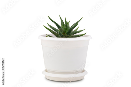 Small cactus isolated on white background. Succulents and aloe in colorful white pot.