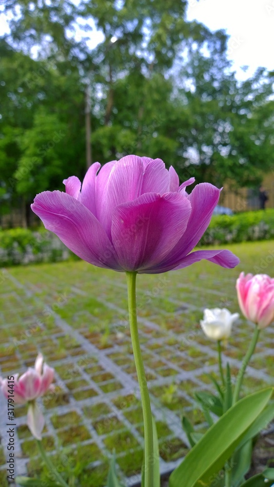 Blossoming bud of a bright purple tulip on a green background. Dainty flower for inspiration concept. Spring morning in the garden. Wonderful image for card. Nature backdrop. Lilac shades. Blossoming bud of a bright purple tulip on a green background. Dainty flower for inspiration concept. Spring morning in the garden. Wonderful image for card. Nature backdrop. Lilac shades.