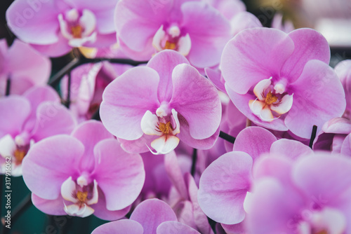 Doritaenopsis. Phalaenopsis aphrodite Rchb.f  pink orchid.