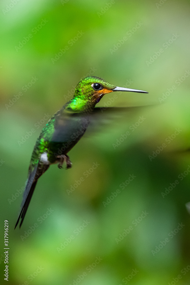 Amazilia decora, Charming Hummingbird, bird feeding sweet nectar from flower pink bloom. Hummingbird behaviour in tropic forest, nature habitat in Corcovado NP, Costa Rica. Two bird in fly, wildlife. Amazilia decora, Charming Hummingbird, bird feeding sweet nectar from flower pink bloom. Hummingbird behaviour in tropic forest, nature habitat in Corcovado NP, Costa Rica. Two bird in fly, wildlife.
