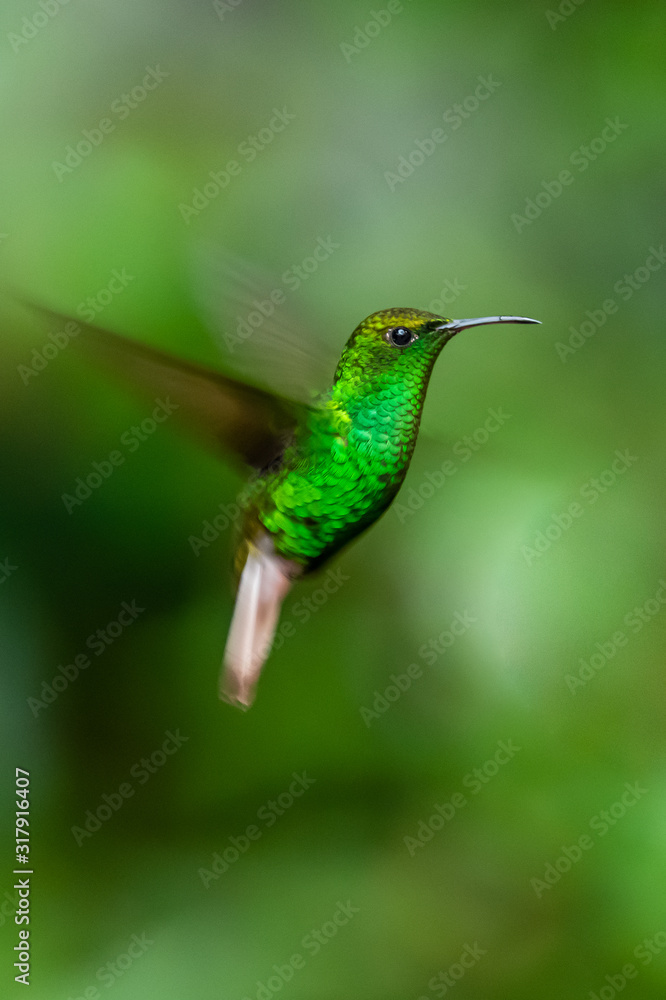 Obraz premium Amazilia decora, Charming Hummingbird, bird feeding sweet nectar from flower pink bloom. Hummingbird behaviour in tropic forest, nature habitat in Corcovado NP, Costa Rica. Two bird in fly, wildlife.