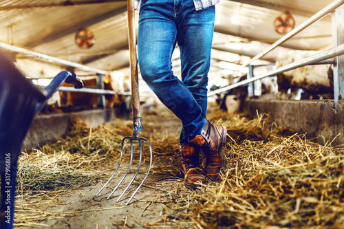 Fotografia Cropped picture of farmer leaning on hay fork while standing in stable