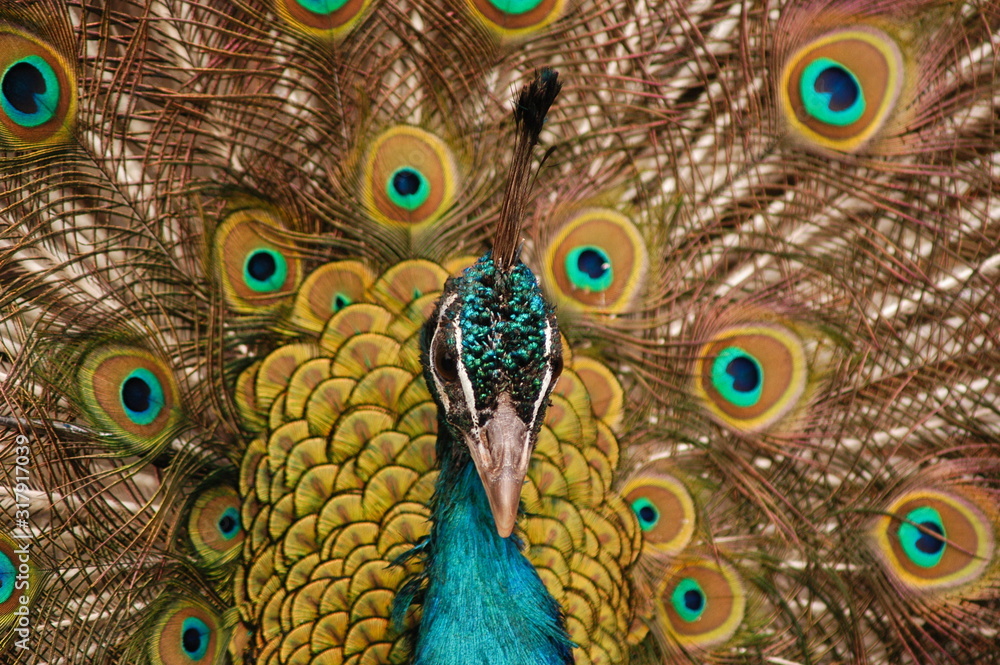 Obraz premium Peacock distinguished by a crest of upright feathers and by greatly elongated loosely webbed upper tail coverts which are mostly tipped with iridescent spots .
