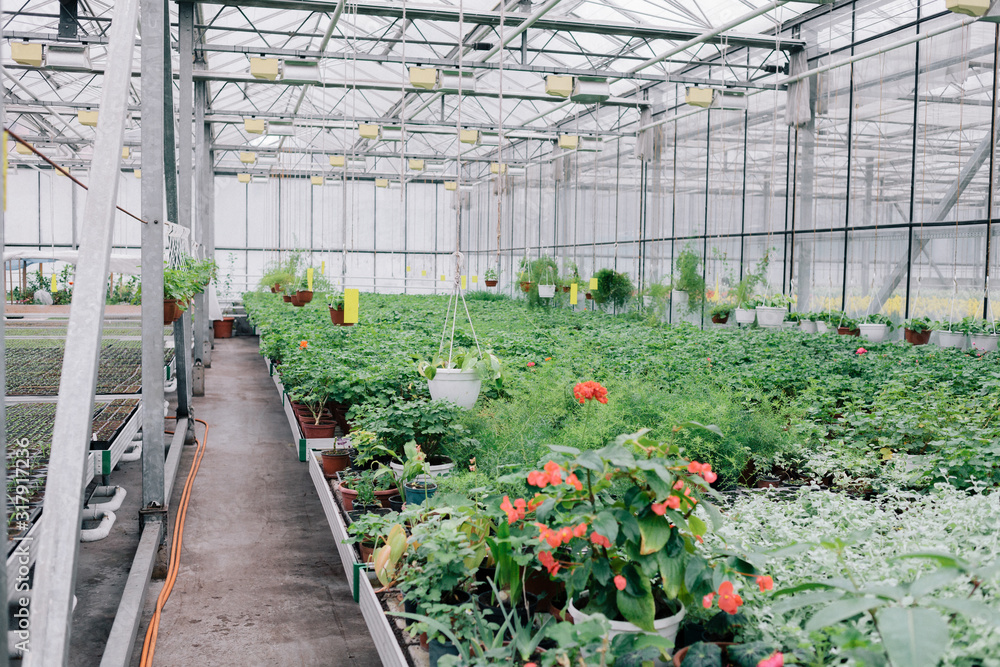 flowers in the greenhouse.