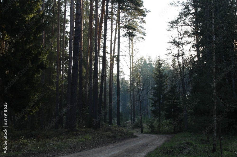 Obraz premium road in the forest
