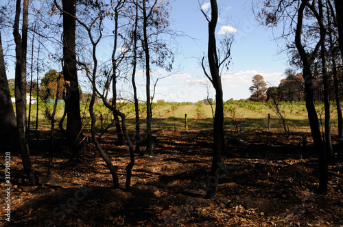 After The Fire. Wine Vines 2.