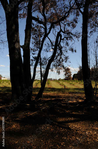 After The Fire. Wine Vines 1.