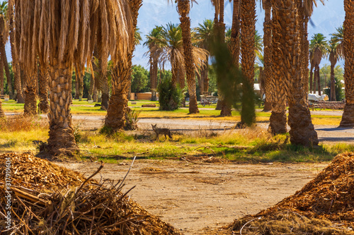 Palm trees plantation at Furnace Creek, Death Valley, California, USA.