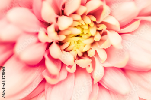 Abstract floral background, pink chrysanthemum flower. Macro flowers backdrop for holiday brand design