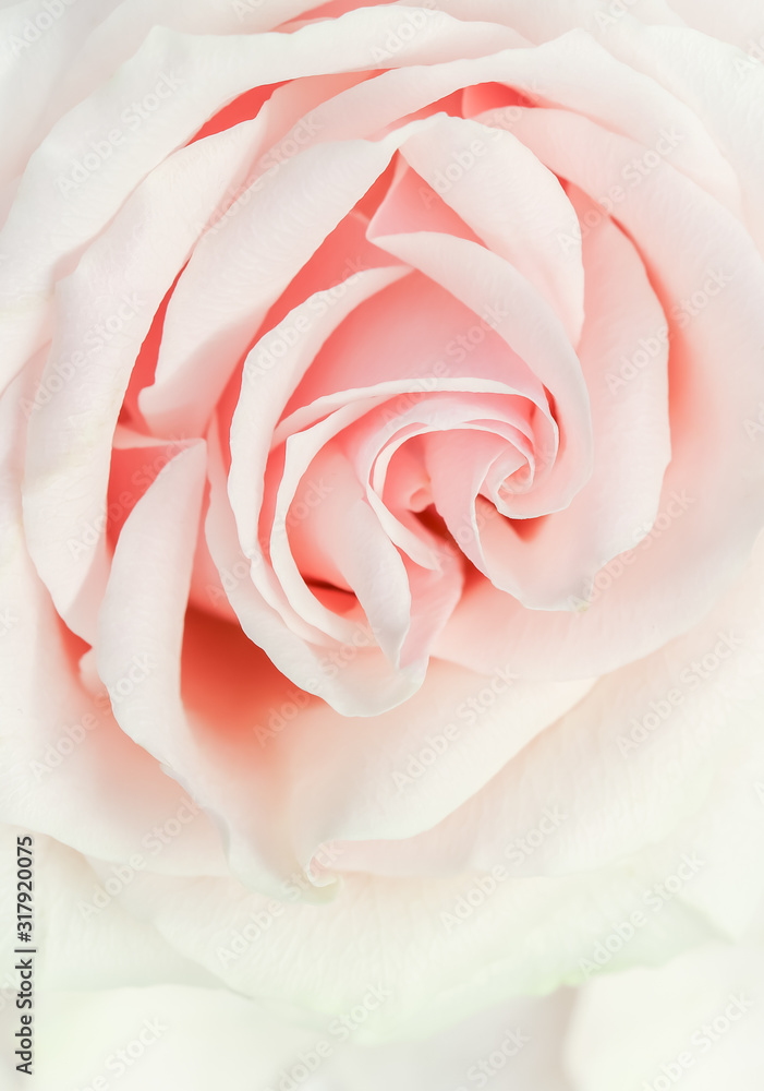 Soft focus, abstract floral background, pink rose flower. Macro flowers backdrop for holiday brand design Soft focus, abstract floral background, pink rose flower. Macro flowers backdrop for holiday brand design