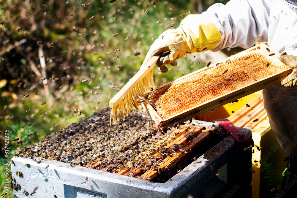 harvesting honey from honeybees harvesting honey from honeybees