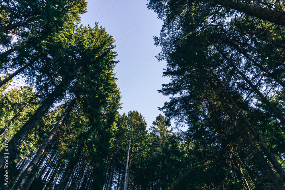 A forest in the alps, near the town of Borno, Italy - December 2019. A forest in the alps, near the town of Borno, Italy - December 2019.