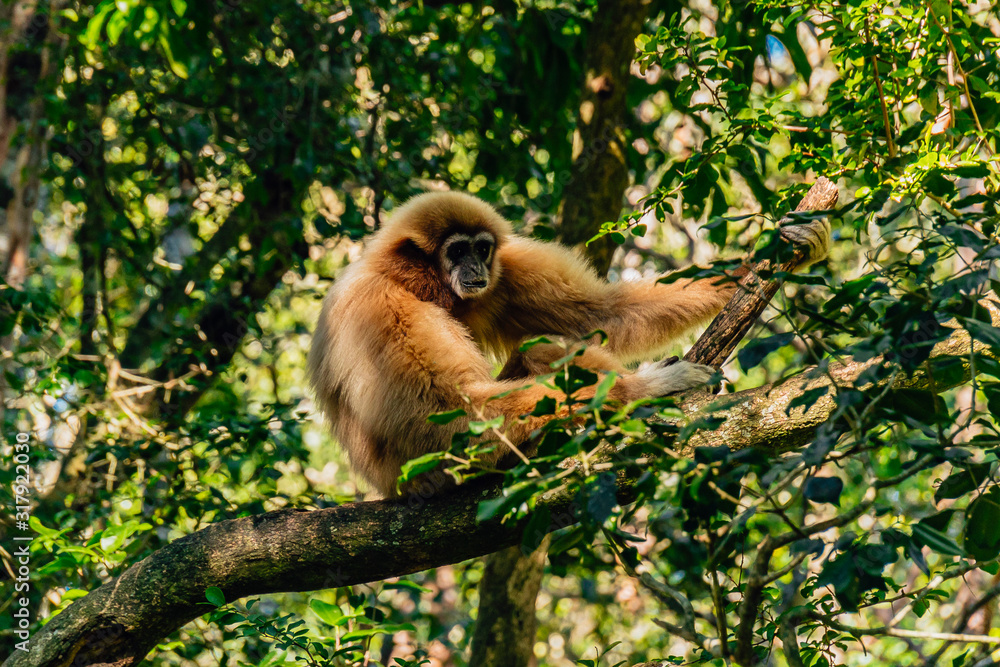 Obraz premium monkey