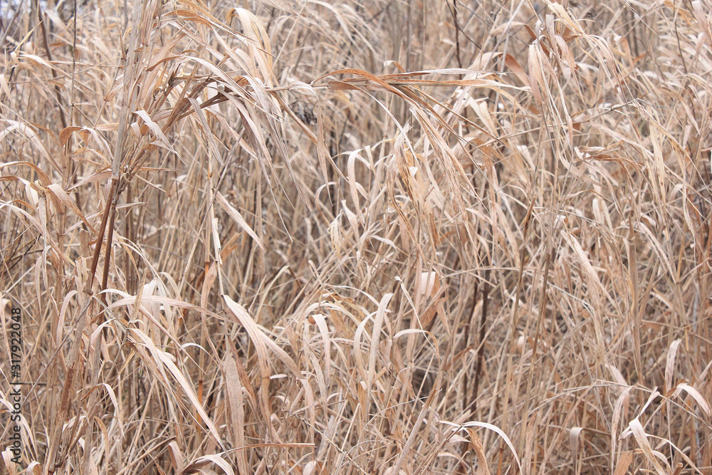 Fototapeta premium background of dry grass, reeds near the river