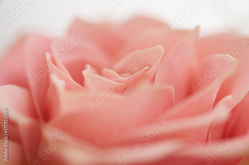 ピンクのバラ 花びら クロースアップ_00778_DSC_9505
