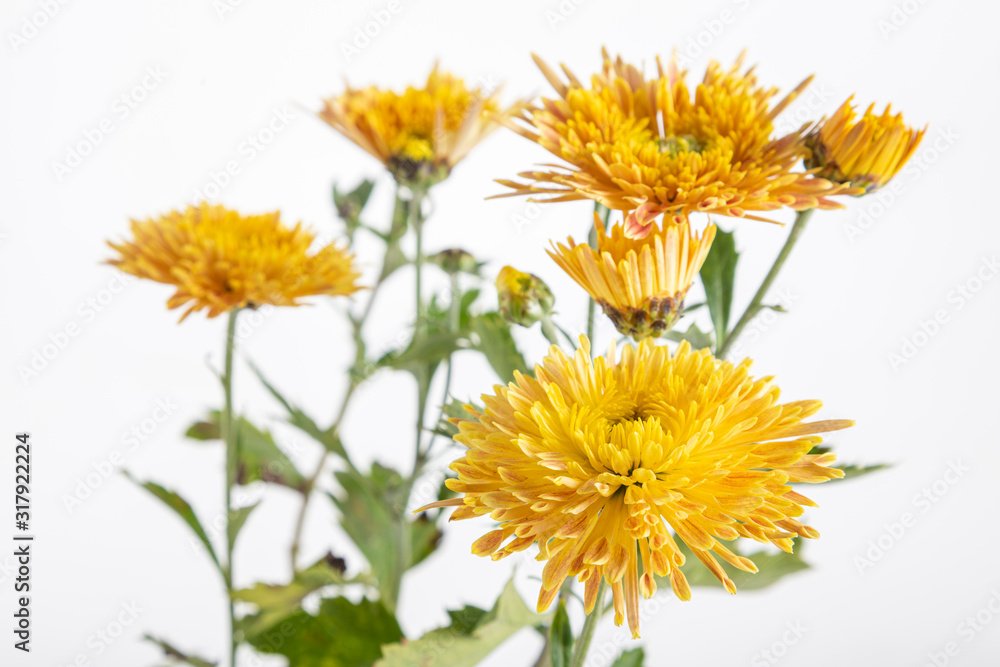 Chrysanthemum flower on a long stem on a white background is insulated Chrysanthemum flower on a long stem on a white background is insulated
