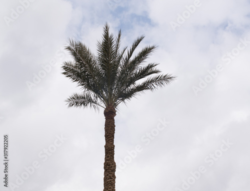 A high palm tree from the Egyptian countryside and some clouds in the sky