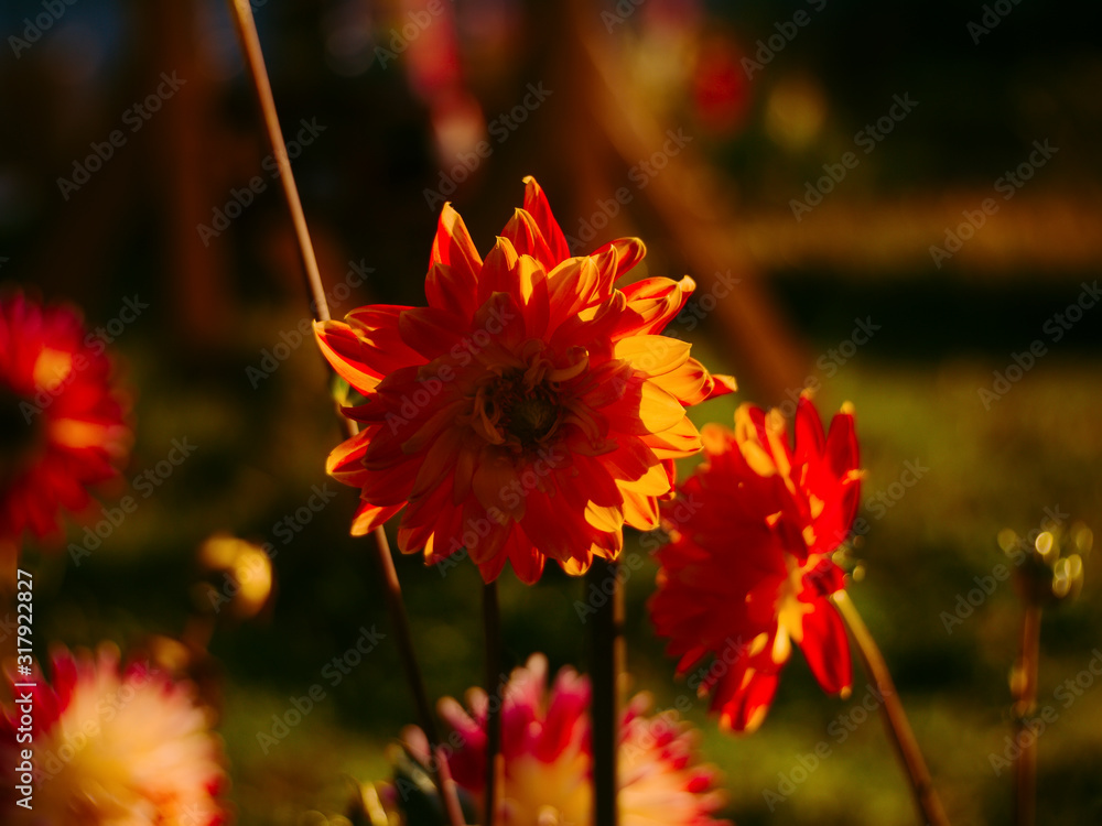 colorful dahlias in the garden in summer, Russia colorful dahlias in the garden in summer, Russia