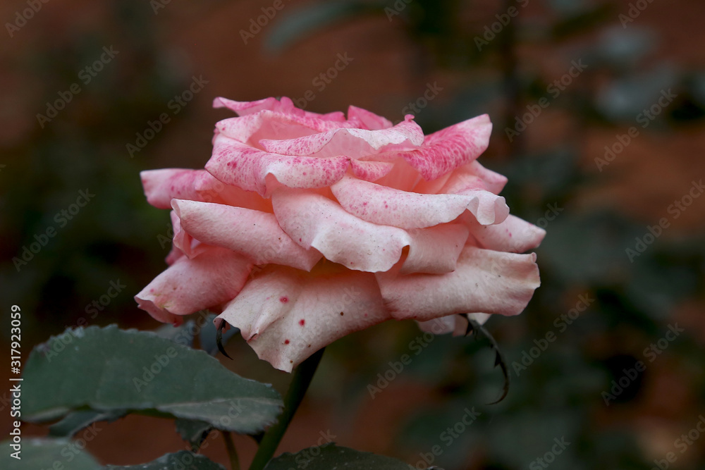 Beautiful Pink Rose in the Garden Closeup Beautiful Pink Rose in the Garden Closeup