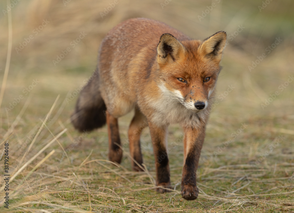 Fox in the dunes of the Amsterdam water supply Area - Vos in de Amsterdamse Waterleiding Duinen (AWD) Fox in the dunes of the Amsterdam water supply Area - Vos in de Amsterdamse Waterleiding Duinen (AWD)