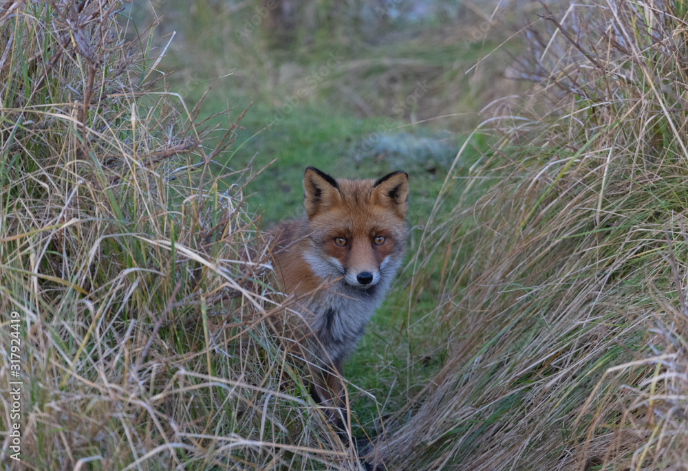 Fox in the dunes of the Amsterdam water supply Area - Vos in de Amsterdamse Waterleiding Duinen (AWD) Fox in the dunes of the Amsterdam water supply Area - Vos in de Amsterdamse Waterleiding Duinen (AWD)