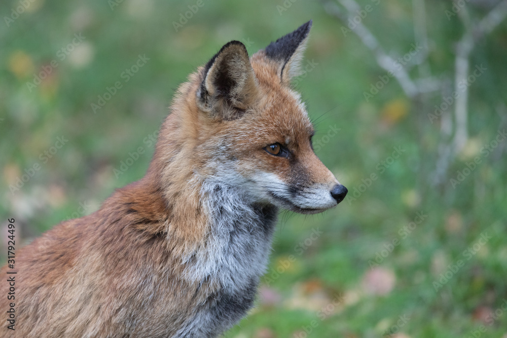 Fox in the dunes of the Amsterdam water supply Area - Vos in de Amsterdamse Waterleiding Duinen (AWD) Fox in the dunes of the Amsterdam water supply Area - Vos in de Amsterdamse Waterleiding Duinen (AWD)