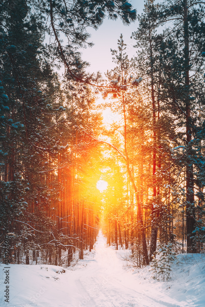 Amazing Beautiful sunset sunrise sun sunshine in sunny winter snowy forest. Amazing Beautiful sunset sunrise sun sunshine in sunny winter snowy forest.