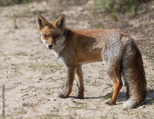 Fox in the dunes of the Amsterdam water supply Area - Vos in de Amsterdamse Waterleiding Duinen (AWD) photo