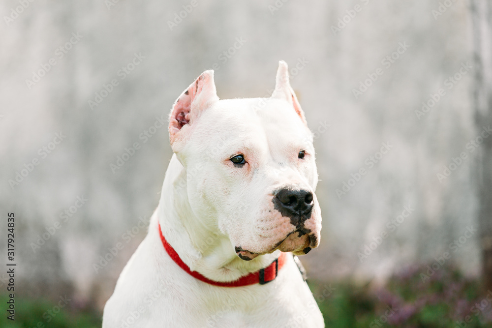 White Dog Of Dogo Argentino Also Known As The Argentine Mastiff