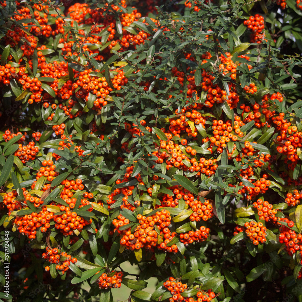 Pyracantha bush with orange berries in the garden. Firethorn bush in winter 