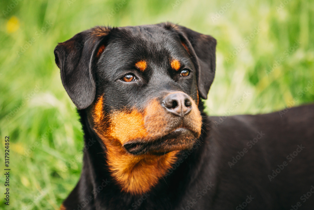 Funny Young Black Rottweiler Metzgerhund Puppy Dog Sit In Green Grass In Summer Park Outdoor. Close Up Portrait