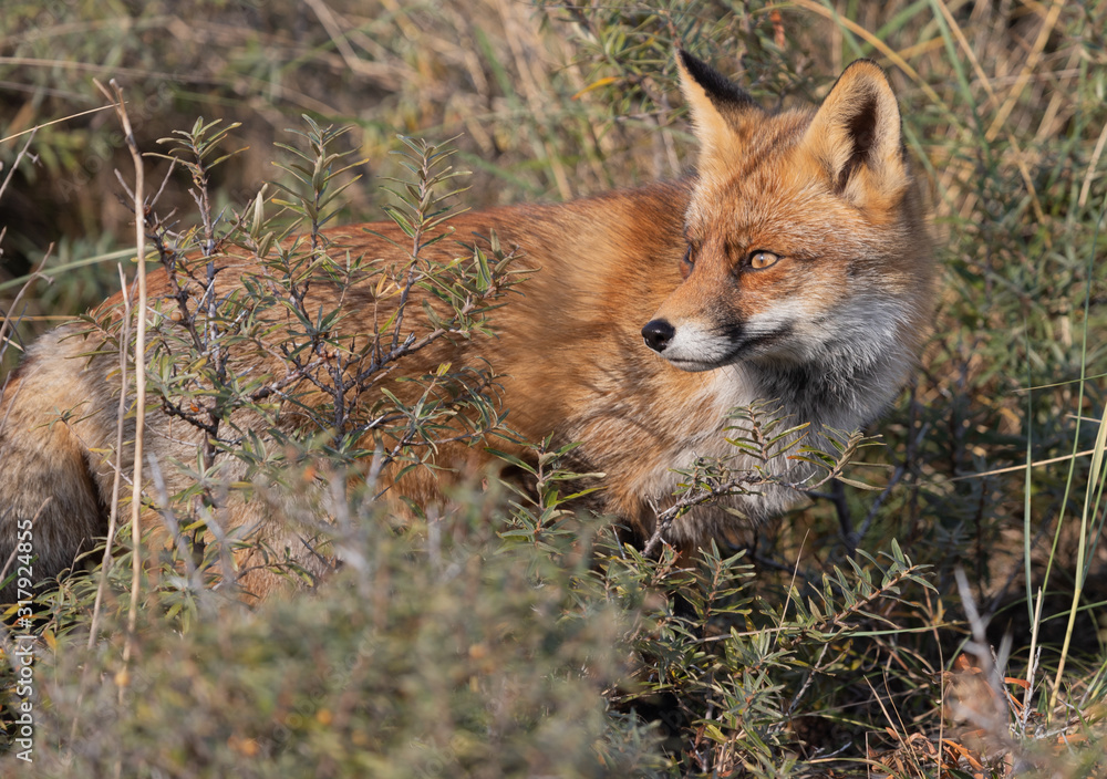 Fox in the dunes of the Amsterdam water supply Area - Vos in de Amsterdamse Waterleiding Duinen (AWD)