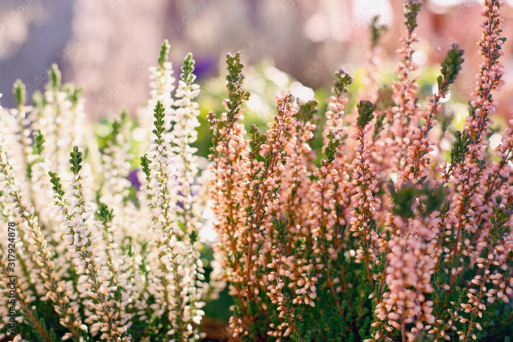Obraz premium Calluna vulgaris or Common Heather flowers in two color variety