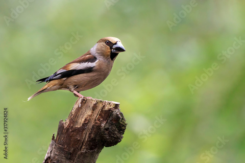 Hawfinch (Coccothraustes coccothraustes) on a branch in the forest of Noord Brabant in the Netherlands.