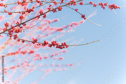 Close-up branch of Ilex Decidua (Winterberry) red fruits on dormant tree near Dallas, Texas