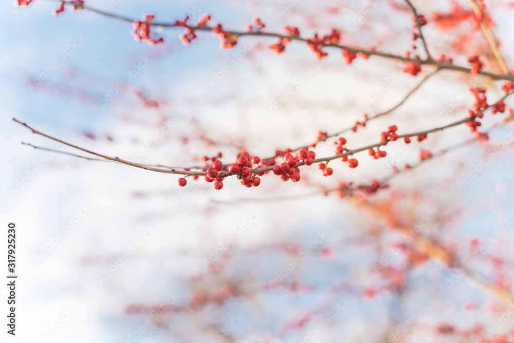 Close-up branch of Ilex Decidua (Winterberry) red fruits on dormant tree near Dallas, Texas Close-up branch of Ilex Decidua (Winterberry) red fruits on dormant tree near Dallas, Texas