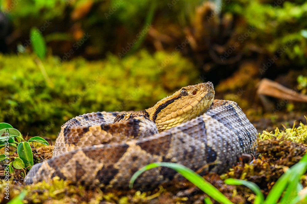 Crotalus molossus is a venomous pit viper species found in the southwestern United States and Mexico. Common names: black-tailed rattlesnake, green rattler, Northern black-tailed rattlesnake Crotalus molossus is a venomous pit viper species found in the southwestern United States and Mexico. Common names: black-tailed rattlesnake, green rattler, Northern black-tailed rattlesnake